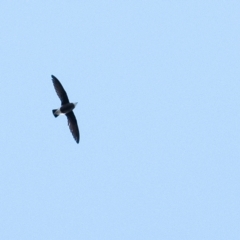 Hirundapus caudacutus (White-throated Needletail) at Penrose - 10 Mar 2023 by Aussiegall