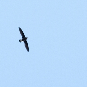 Hirundapus caudacutus (White-throated Needletail) at suppressed by Aussiegall
