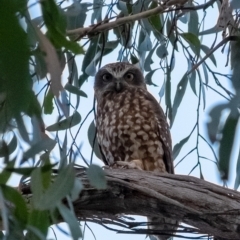 Ninox boobook (Southern Boobook) at Penrose, NSW - 10 Mar 2023 by Aussiegall