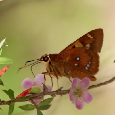 Trapezites symmomus (Splendid Ochre) at Broulee Moruya Nature Observation Area - 10 Mar 2023 by LisaH