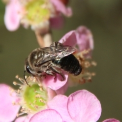 Leioproctus (Leioproctus) plumosus (Colletid bee) at Broulee Moruya Nature Observation Area - 10 Mar 2023 by LisaH