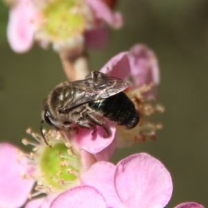 Leioproctus (Leioproctus) plumosus at Moruya, NSW - suppressed