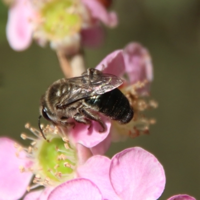 Leioproctus (Leioproctus) plumosus (Colletid bee) at Broulee Moruya Nature Observation Area - 10 Mar 2023 by LisaH