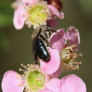 Leioproctus (Leioproctus) plumosus at Moruya, NSW - suppressed