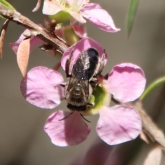 Leioproctus (Leioproctus) plumosus at Moruya, NSW - suppressed