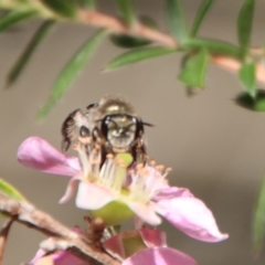 Leioproctus (Leioproctus) plumosus at Moruya, NSW - suppressed