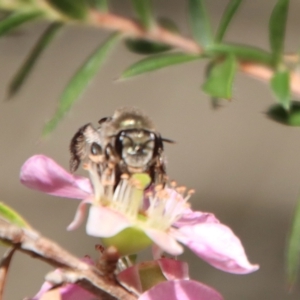 Leioproctus (Leioproctus) plumosus at Moruya, NSW - suppressed