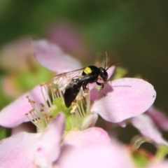 Hylaeinae (subfamily) (Masked bee, Hylaeine bee) at Moruya, NSW - 10 Mar 2023 by LisaH