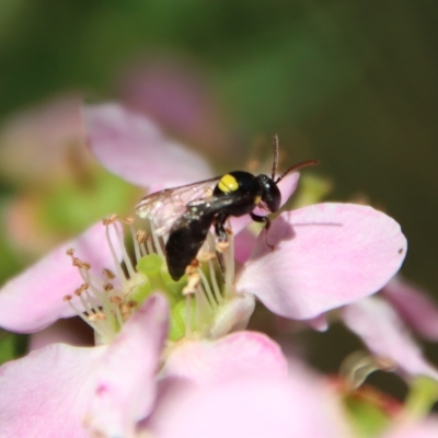 Hylaeinae (subfamily) (Masked bee, Hylaeine bee) at Moruya, NSW - 10 Mar 2023 by LisaH