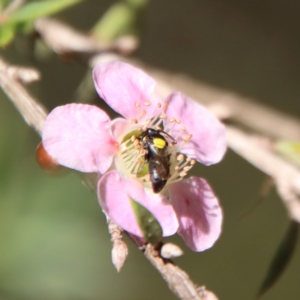 Hylaeinae (subfamily) at Moruya, NSW - 10 Mar 2023