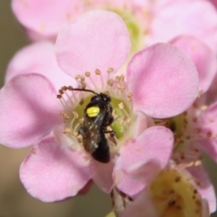 Hylaeinae (subfamily) at Moruya, NSW - suppressed