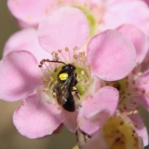 Hylaeinae (subfamily) at Moruya, NSW - suppressed