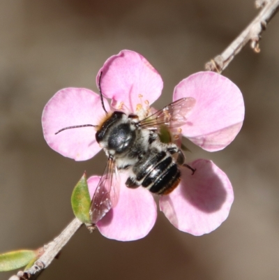 Megachile (Eutricharaea) maculariformis (Gold-tipped leafcutter bee) at Broulee Moruya Nature Observation Area - 10 Mar 2023 by LisaH