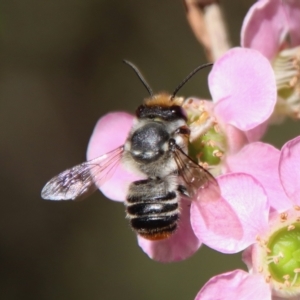 Megachile (Eutricharaea) maculariformis at Moruya, NSW - 10 Mar 2023
