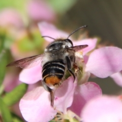 Megachile (Eutricharaea) maculariformis at Moruya, NSW - 10 Mar 2023