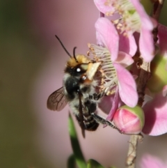 Megachile (Eutricharaea) maculariformis at Moruya, NSW - 10 Mar 2023