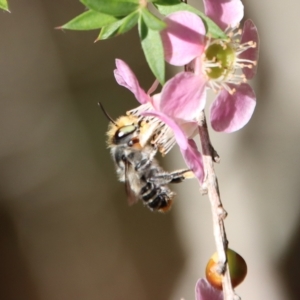 Megachile (Eutricharaea) maculariformis at Moruya, NSW - 10 Mar 2023