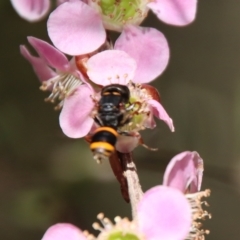 Unidentified Potter wasp (Vespidae, Eumeninae) at Moruya, NSW - 10 Mar 2023 by LisaH