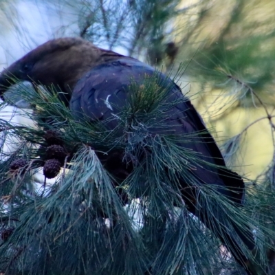 Calyptorhynchus lathami lathami (Glossy Black-Cockatoo) at Moruya, NSW - 10 Mar 2023 by LisaH