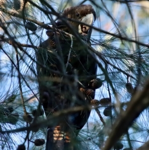 Calyptorhynchus lathami lathami at Moruya, NSW - 10 Mar 2023