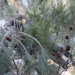 Calyptorhynchus lathami lathami at Moruya, NSW - 10 Mar 2023