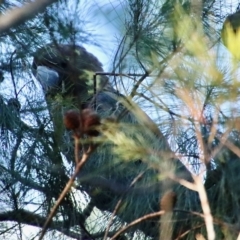 Calyptorhynchus lathami lathami at Moruya, NSW - 10 Mar 2023