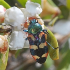 Castiarina sexplagiata (Jewel beetle) at Nimmo, NSW - 7 Mar 2023 by Harrisi