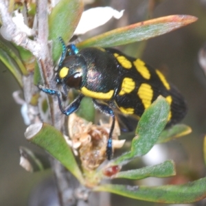 Castiarina octospilota at Nimmo, NSW - 7 Mar 2023 01:44 PM