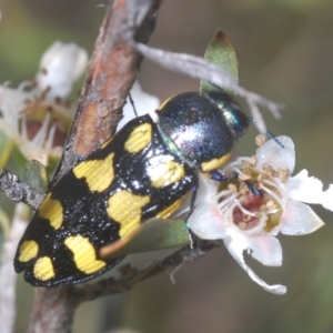 Castiarina octospilota at Nimmo, NSW - 7 Mar 2023 01:44 PM