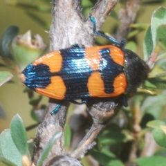 Castiarina thomsoni (A jewel beetle) at Rocky Plain, NSW - 7 Mar 2023 by Harrisi