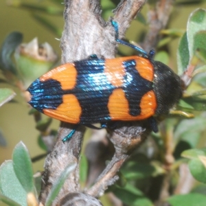 Castiarina thomsoni at Rocky Plain, NSW - 7 Mar 2023 02:54 PM