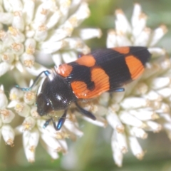 Castiarina thomsoni (A jewel beetle) at Nimmo, NSW - 7 Mar 2023 by Harrisi