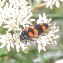 Castiarina thomsoni at Nimmo, NSW - 7 Mar 2023