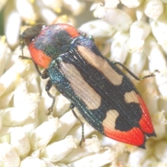 Castiarina erasma (Lovable jewel beetle) at Nimmo, NSW - 7 Mar 2023 by Harrisi