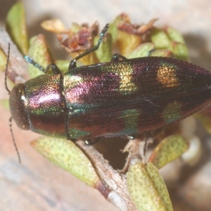 Melobasis purpurascens at Nimmo, NSW - 8 Mar 2023