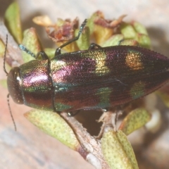 Melobasis purpurascens (A jewel beetle) at Nimmo, NSW - 8 Mar 2023 by Harrisi