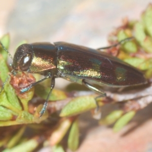 Melobasis purpurascens at Nimmo, NSW - 8 Mar 2023