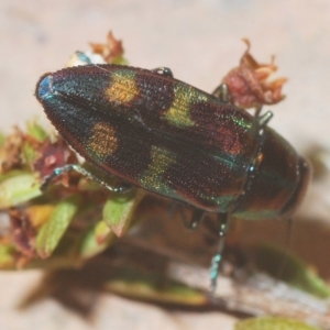 Melobasis purpurascens at Nimmo, NSW - 8 Mar 2023