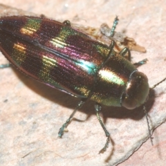 Melobasis purpurascens at Nimmo, NSW - 8 Mar 2023