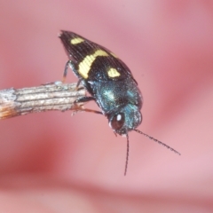 Astraeus (Astraeus) pygmaeus (A small Casuarina jewel beetle.) at Tennent, ACT - 7 Mar 2023 by Harrisi