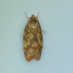 Garrha (genus) (A concealer moth) at QPRC LGA - 10 Mar 2023 by Steve_Bok