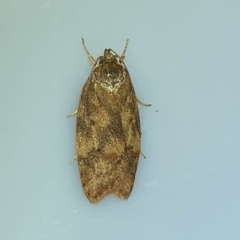 Garrha (genus) (A concealer moth) at Jerrabomberra, NSW - 11 Mar 2023 by SteveBorkowskis