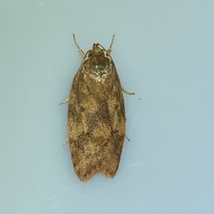 Garrha (genus) at Jerrabomberra, NSW - 11 Mar 2023