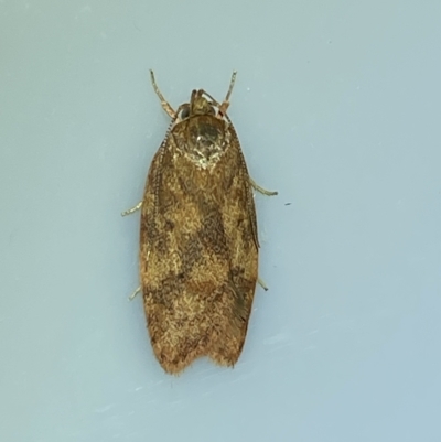 Garrha (genus) (A concealer moth) at Jerrabomberra, NSW - 11 Mar 2023 by SteveBorkowskis