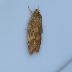 Garrha (genus) at Jerrabomberra, NSW - 11 Mar 2023