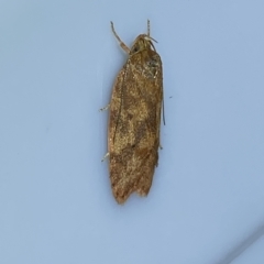 Garrha (genus) at Jerrabomberra, NSW - 11 Mar 2023
