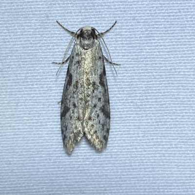 Lepidoscia (genus) ADULT (A Case moth) at Jerrabomberra, NSW - 10 Mar 2023 by Steve_Bok