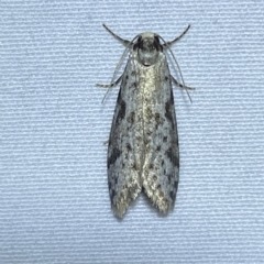 Lepidoscia (genus) ADULT at Jerrabomberra, NSW - 11 Mar 2023