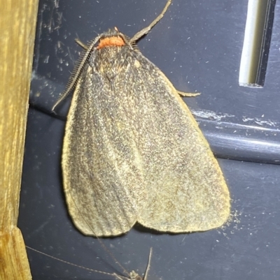 Castulo doubledayi (Doubleday's Footman) at Jerrabomberra, NSW - 10 Mar 2023 by Steve_Bok