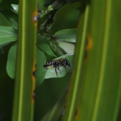 Megachile (Eutricharaea) sp. (genus & subgenus) (Leaf-cutter Bee) at Wellington Point, QLD - 20 Feb 2023 by TimL